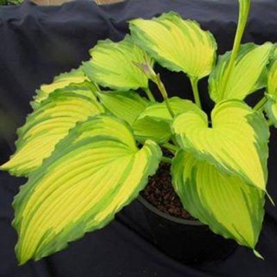 Hosta 'Amalia'